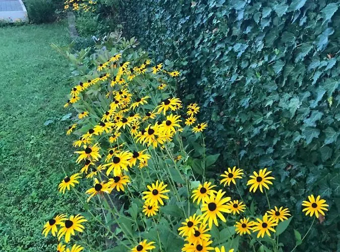 Guest house Byala 4*